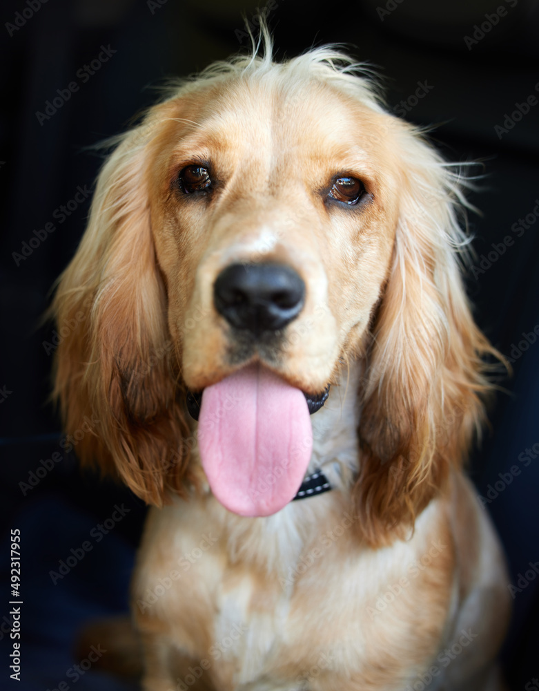 周二吐舌头。一只可爱的可卡犬小狗吐舌头对着一只小狗的肖像照