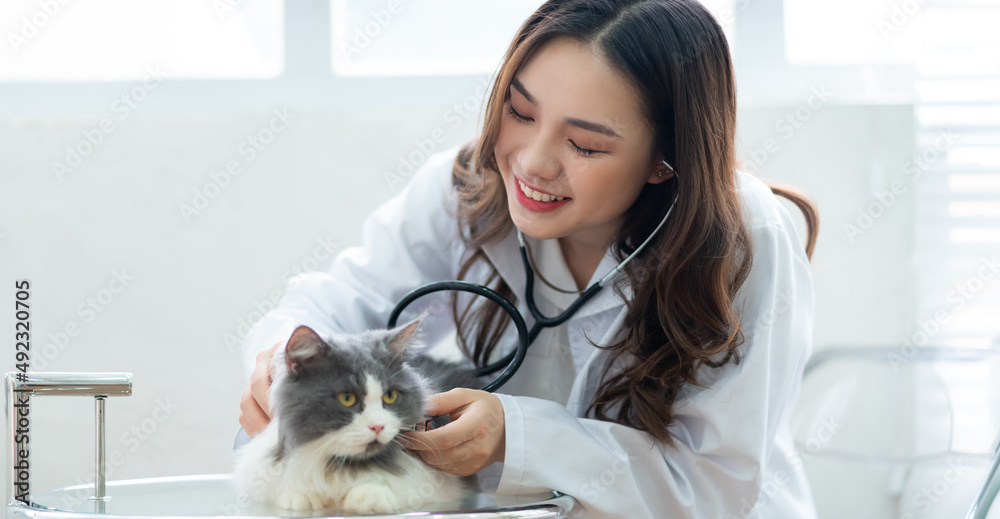 亚洲女兽医检查猫的身体状况