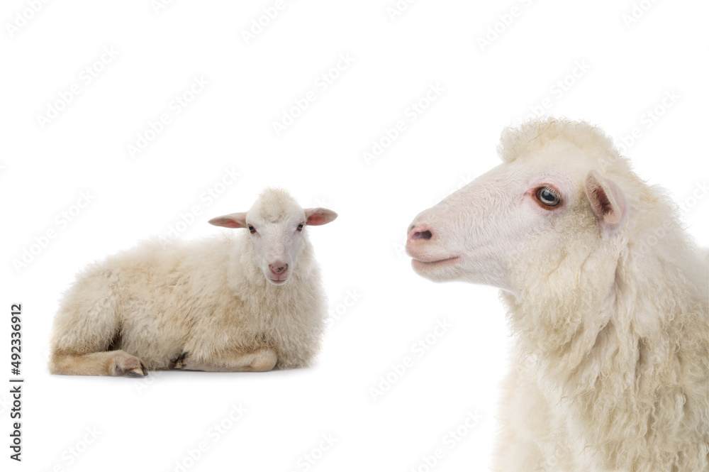 portrait sheep isolated on white background