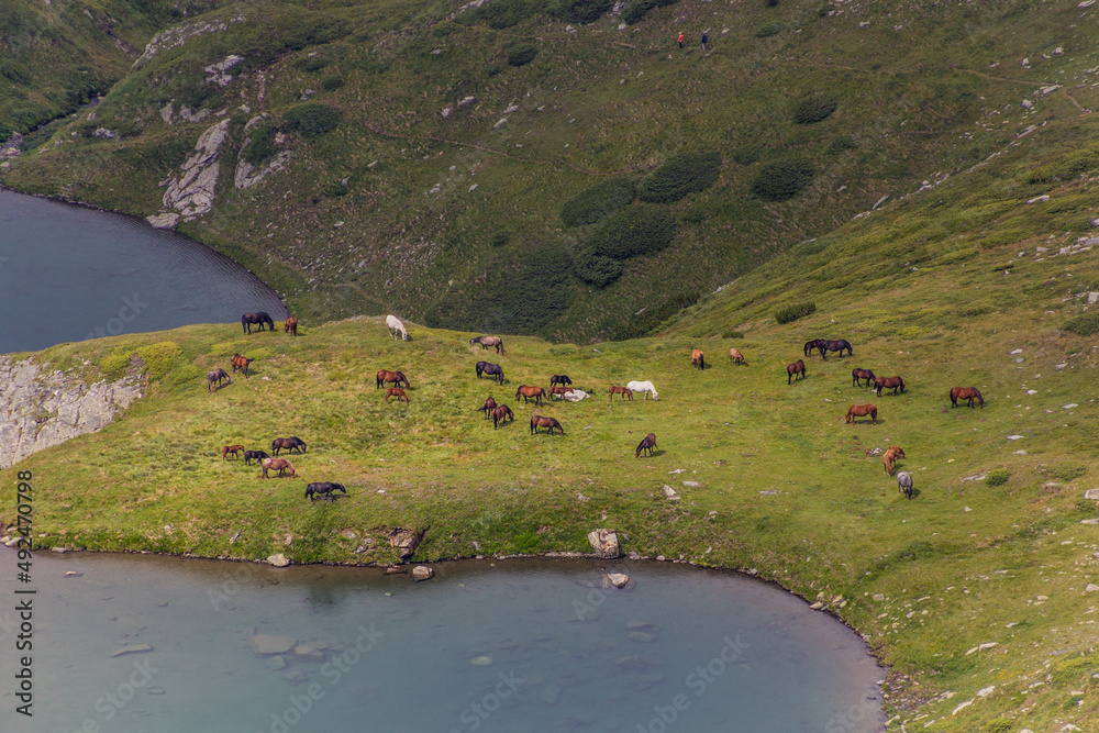 保加利亚里拉山脉的马和Golyamata Panitsa和Malkata Panitsa湖
