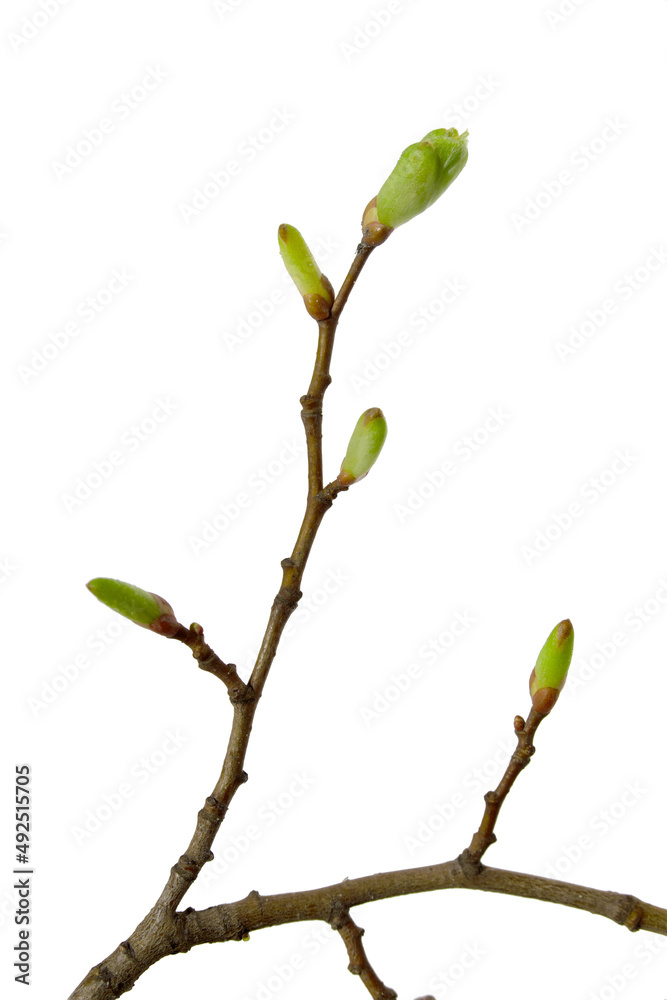 Branch with green buds on a white background.