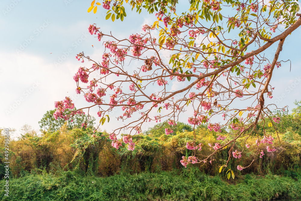 粉色喇叭树的花瓣，粉色Tecoma在春天开花并落在花园里