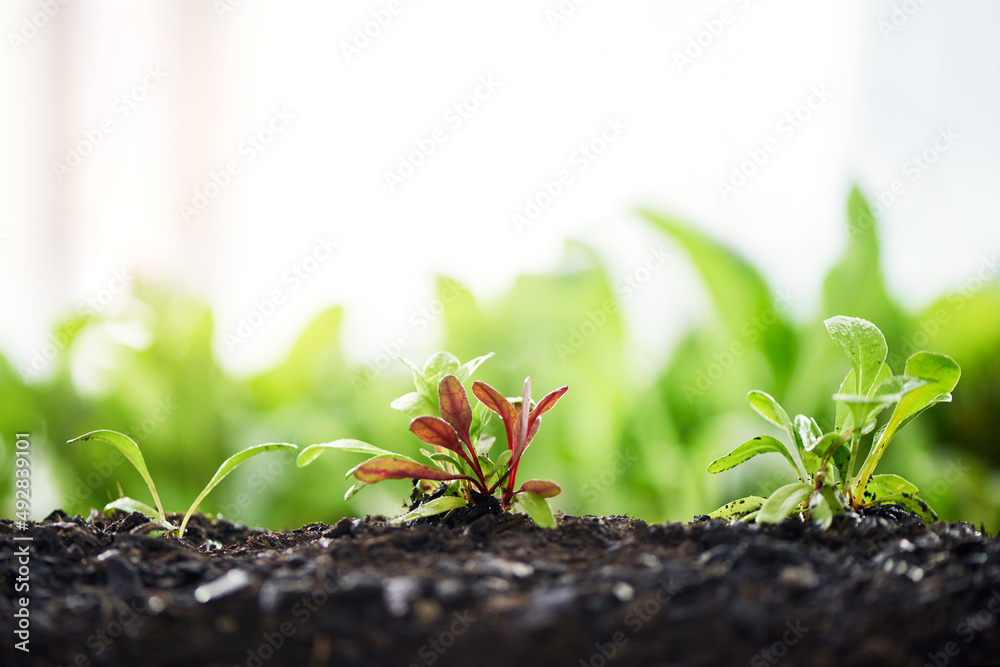 植物是食物链的起点。从土壤中种植的植物。