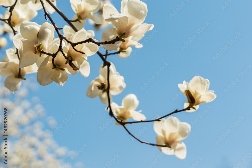 近距离观察春天盛开的白玉兰花。