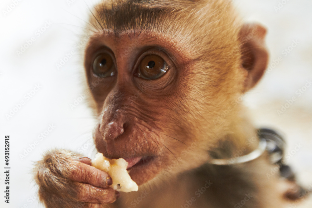 享受一些甜水果。一只泰国猕猴吃水果的特写。