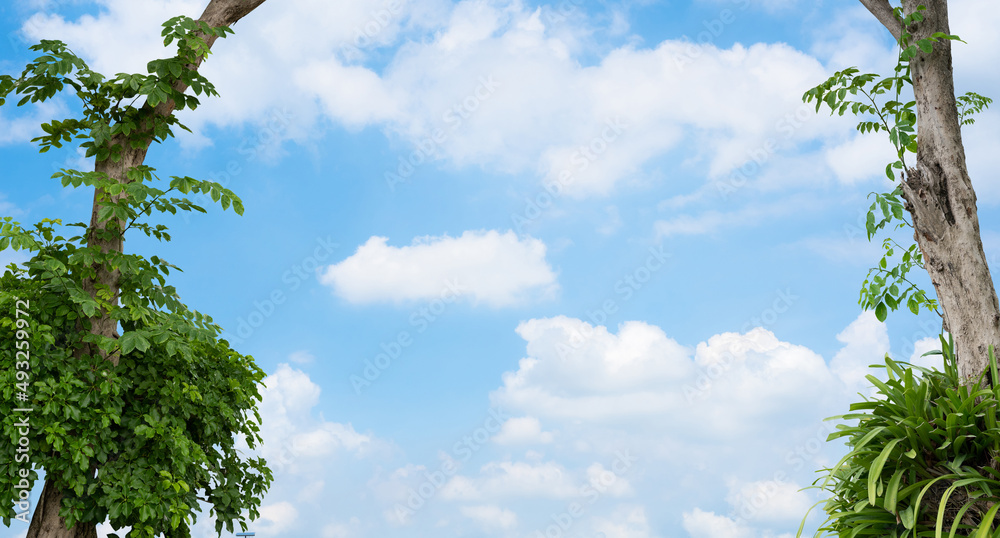 abstract colourful blue sky and nice white clouds with branch of tree texture backdrop
