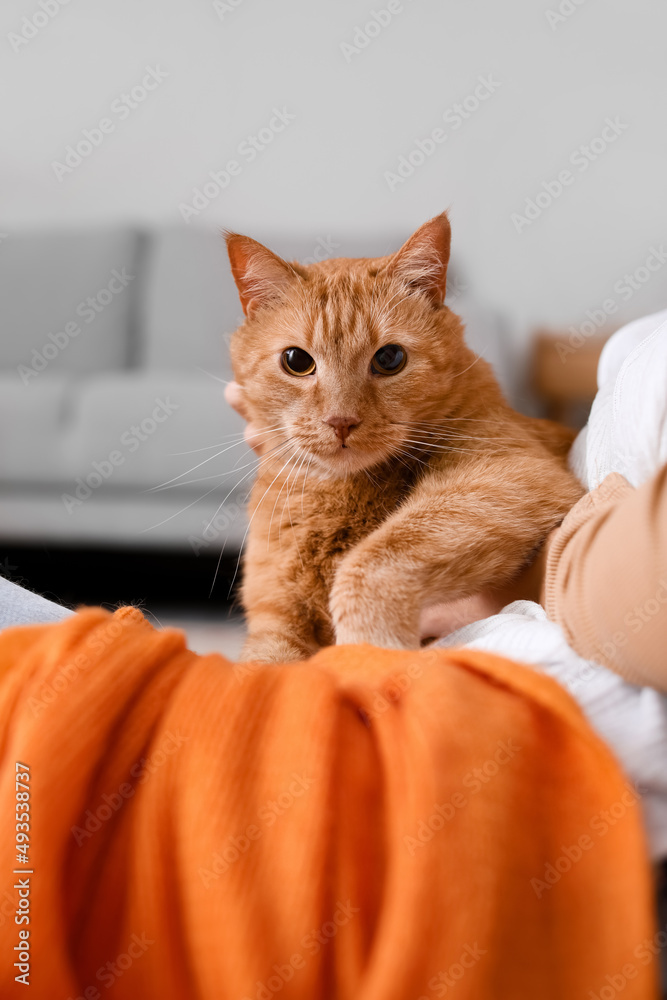 秋天，可爱的姜黄色猫和主人在家