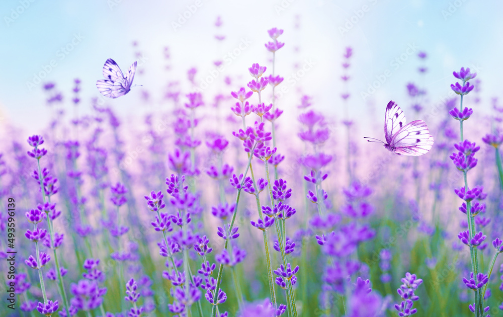 精致的紫色薰衣草花和蝴蝶在淡蓝色和粉色背景下的自然特写