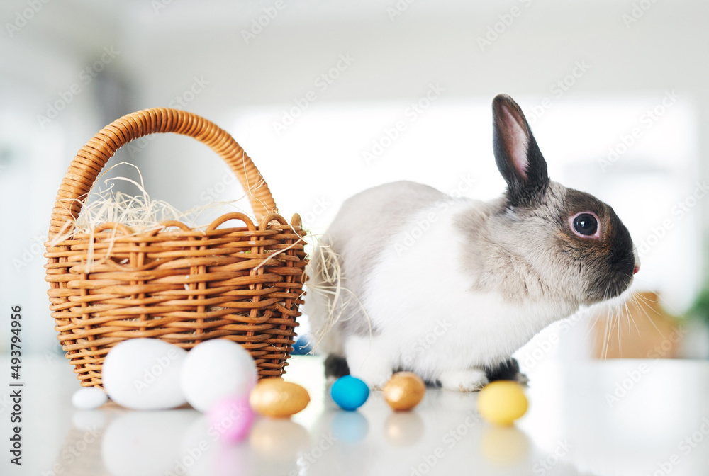 没有一只兔子像我一样爱你。一只可爱的兔子坐在家里放鸡蛋的篮子旁边的照片。