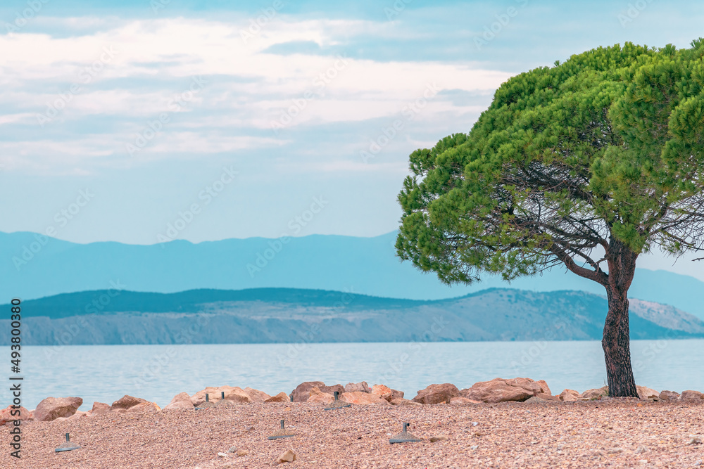 European red pine (Pinus sylvestris) at Croatian Adriatic sea coast in town of Crikvenica