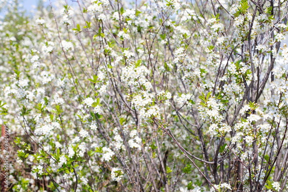 盛开的樱花背景，春天的白色花朵。选择性聚焦，模糊的花朵纹理