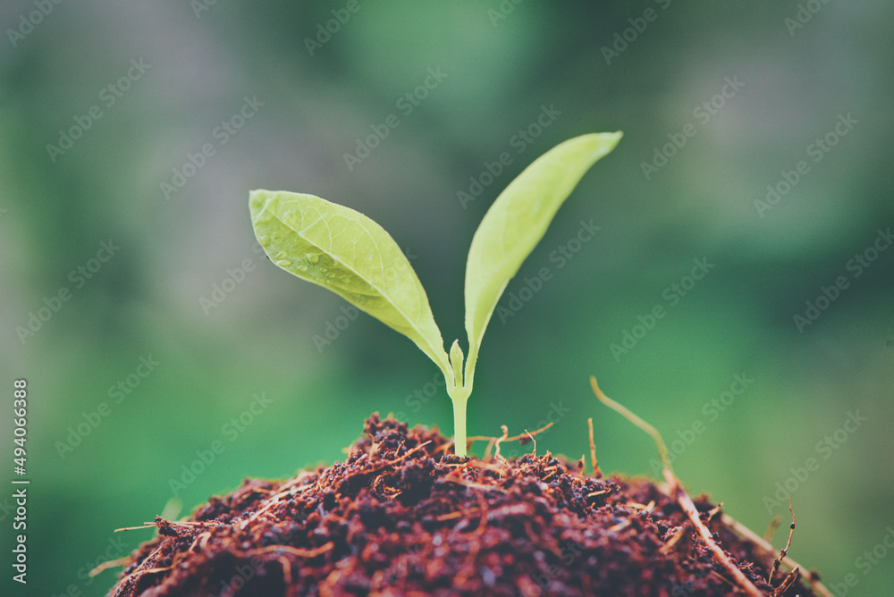 在阳光下种植年轻植物。选择性关注。可持续农业和植物生长概念