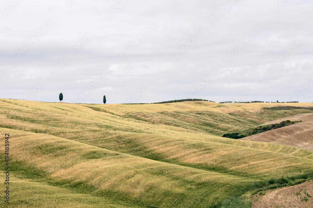 意大利托斯卡纳黄绿丘陵和低地中间的两棵孤独的柏树
