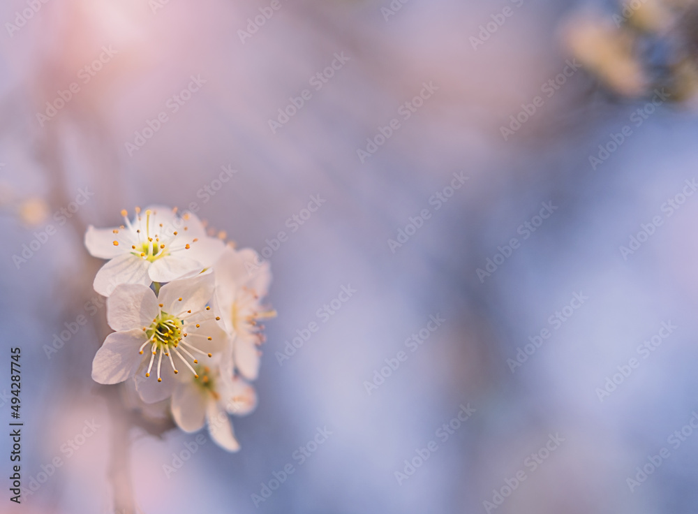 早春的白色樱花。复制空间