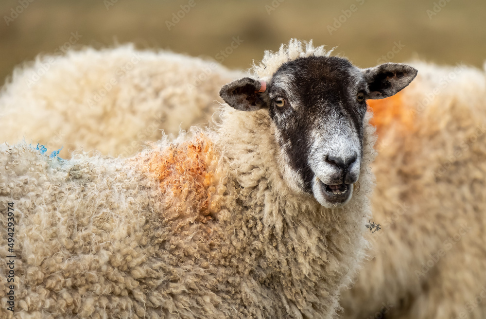 绵羊盯着镜头看