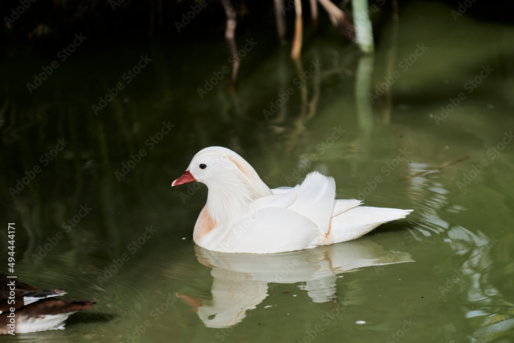 Duck with open wings on a pond. Duck flying over a pond. Duck with open wings. Wild duck. Wild Fauna