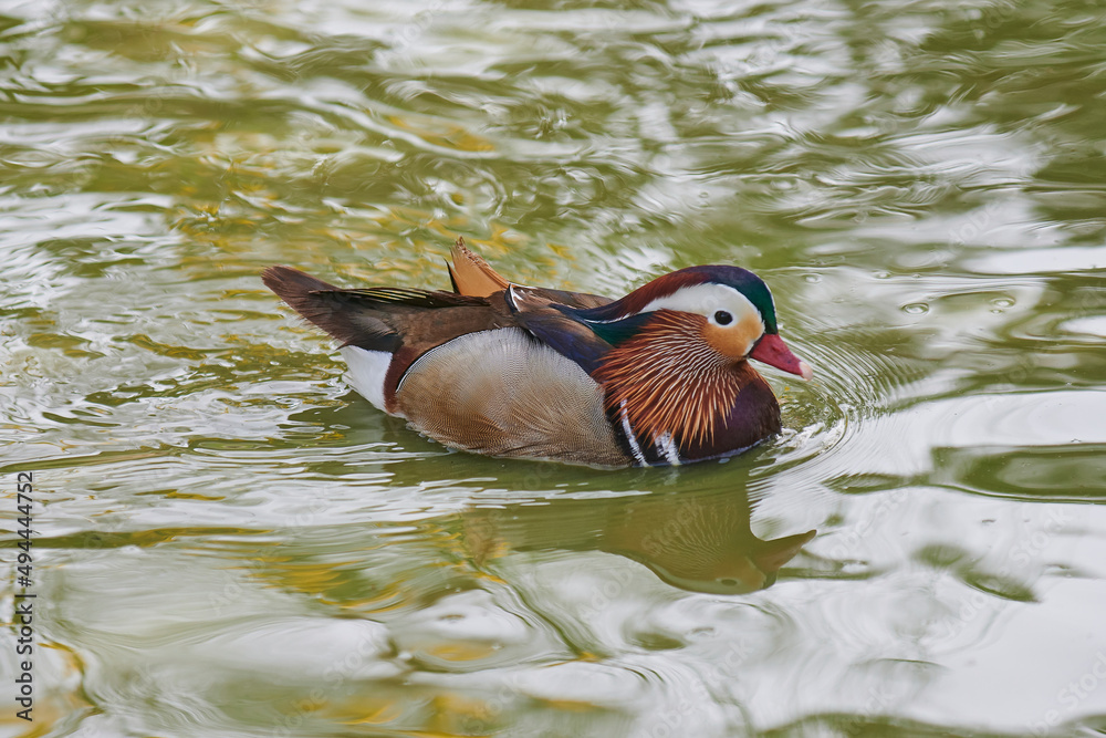池塘上张开翅膀的鸭子。池塘上飞过的鸭子。张开翅膀的鸭。野鸭。野生动物