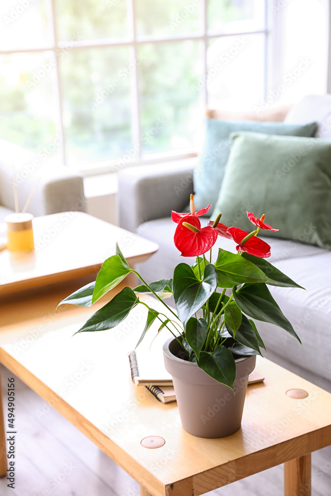 灯光室木桌上美丽的红掌花