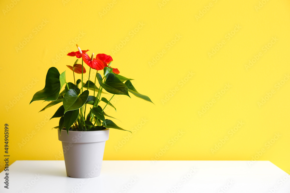 黄墙附近白色桌子上的红掌花