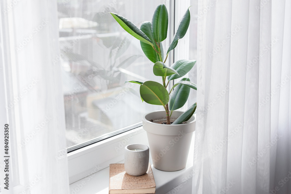 Green houseplant, book and candle on window sill