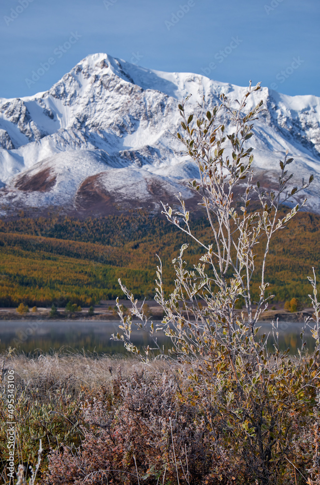 白霜下结冰的柳叶。背景是北丘伊斯基山脉的雪山。