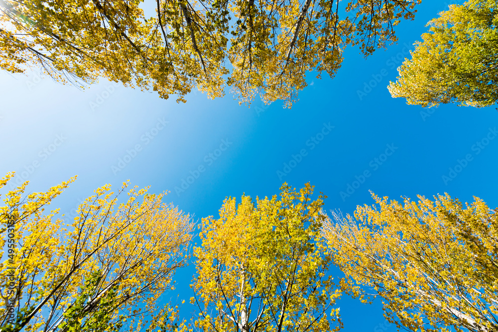 蓝天下的金色树梢