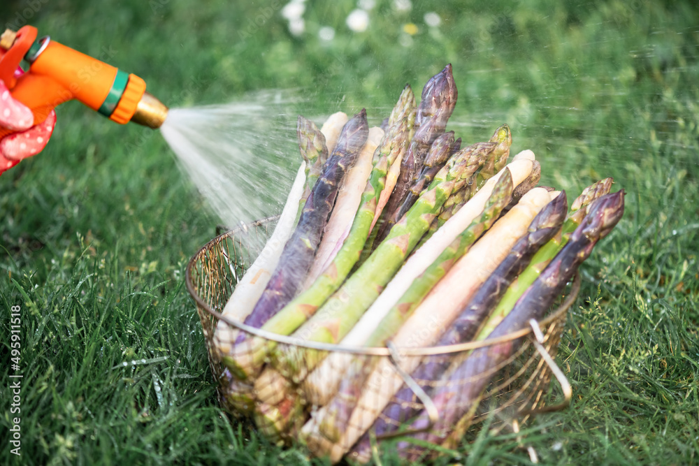 Farmer washes asparagus sprouts with garden hose. Fresh green, purple and white asparagus sprouts. F
