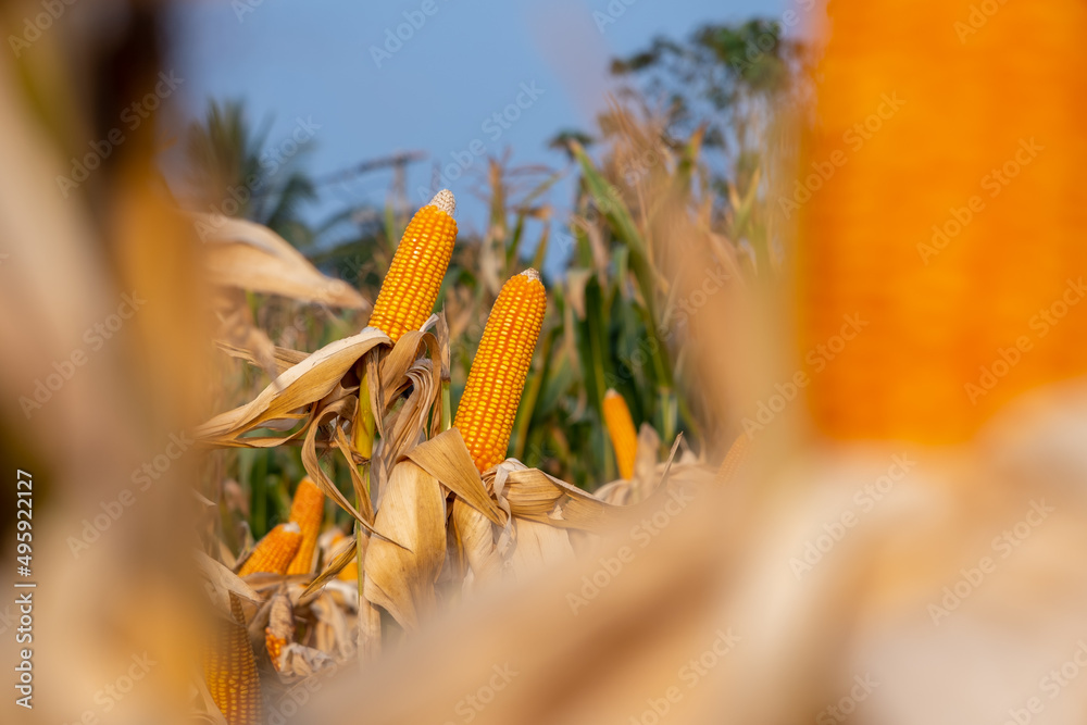农业种植园玉米秸秆上的黄色干熟穗，准备收割，谷物