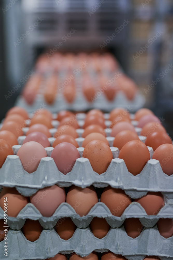 几十个鸡蛋。一张包装好的鸡蛋从工厂里的机器里运出来的照片。