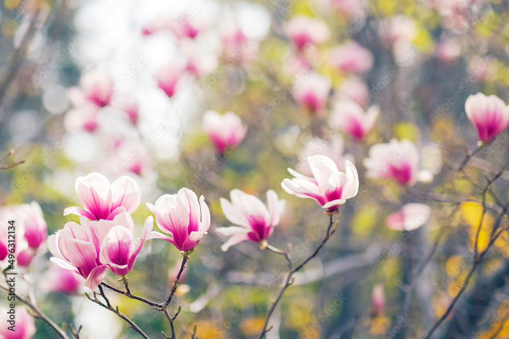 木兰树在春天开花，阳光下柔和模糊的背景上开出紫色的花朵