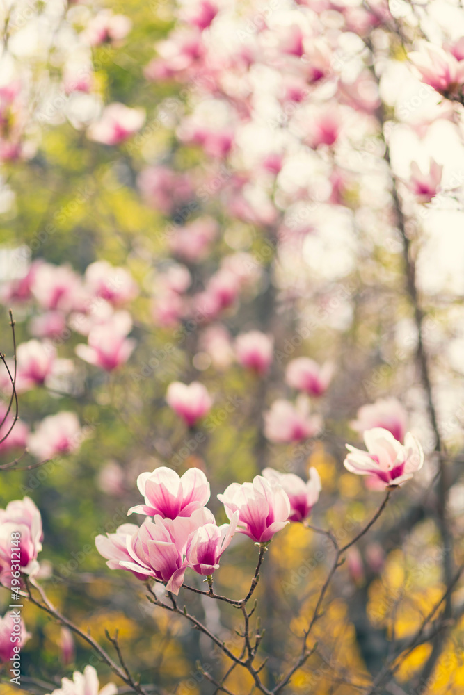 木兰树在春天开花，阳光下柔和模糊的背景上开出紫色的花朵