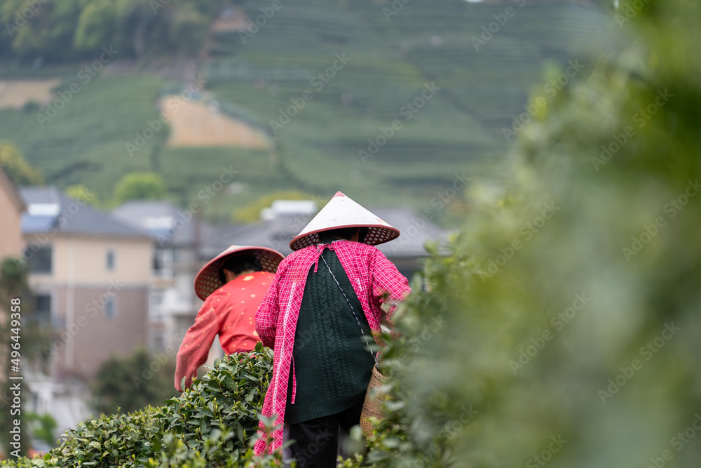 farmer working in tea plantation