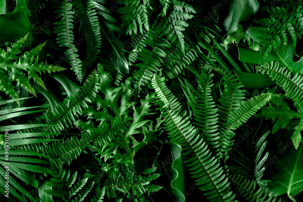 Monstera green leaves or Monstera Deliciosa in dark tones(Monstera, palm, rubber plant, pine, bird’s