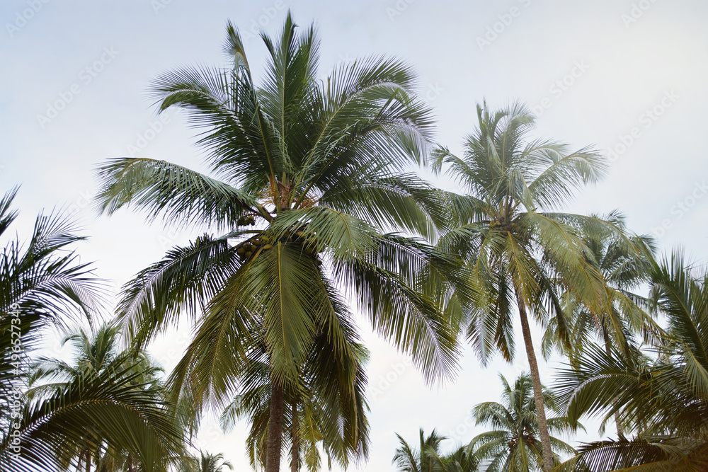 宁静等待着。美丽的棕榈树顶映衬着宁静的天空。