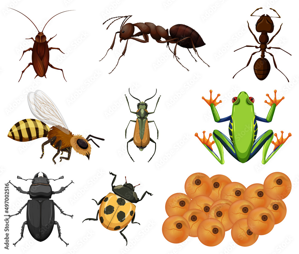 白色背景下的不同种类的昆虫和动物