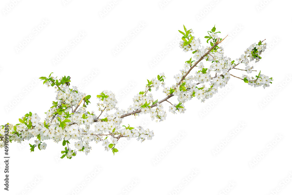 Branch with blossoms isolated on white background