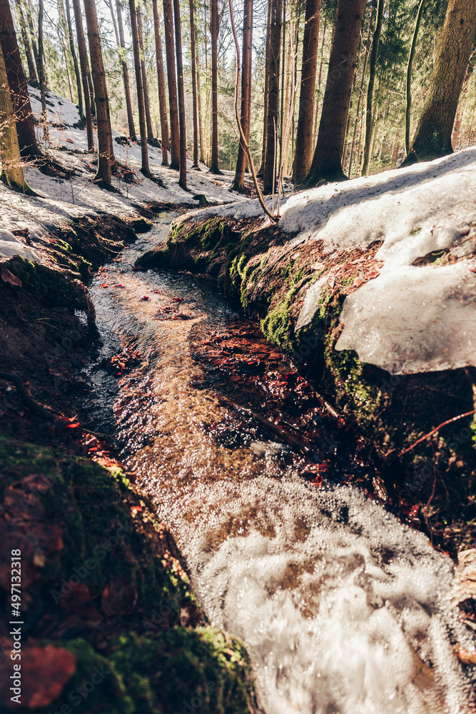 春天或秋天的森林有小溪或小溪，潮湿的雪和阳光温暖的天气。