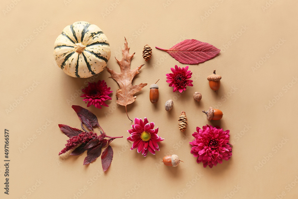 美丽的秋季构图，以菊花和南瓜为背景