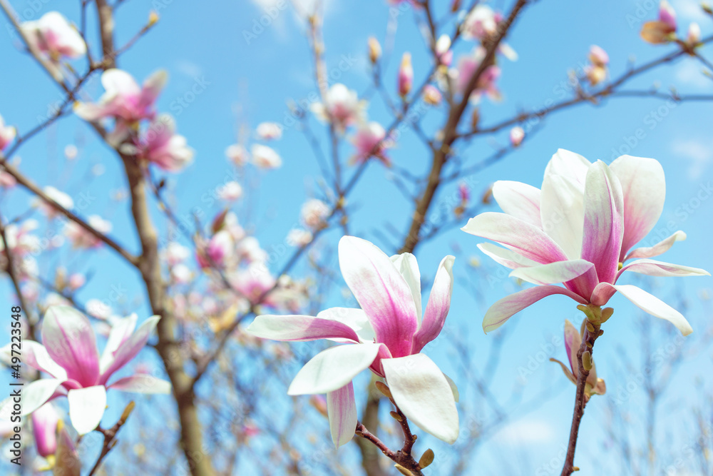 蓝天背景下的木兰树枝花朵和花蕾。早春季节性自然花园