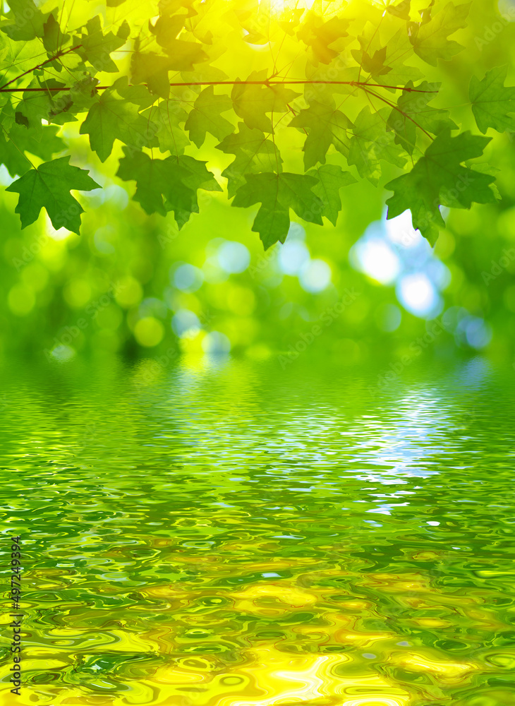 阳光下的绿叶和模糊的树叶