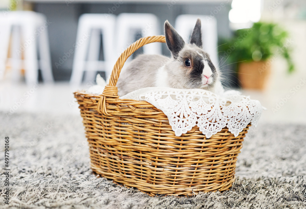 每个兔子有时都需要一些兔子。一只可爱的兔子坐在家里的篮子里。