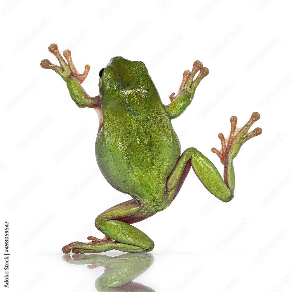 跳跃的绿色树蛙（又名蓝蛙蛙）的背面视图。在白色背景上隔离。