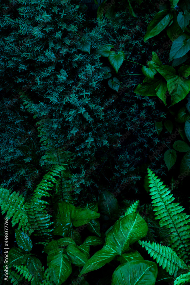 抽象绿叶纹理，热带树叶自然深绿色背景