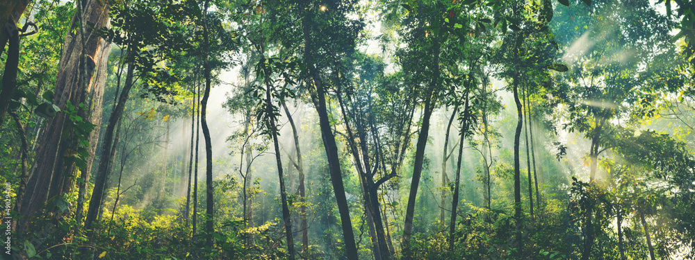 以热带森林为背景的地球日生态概念，以c为主题的自然造林保护场景