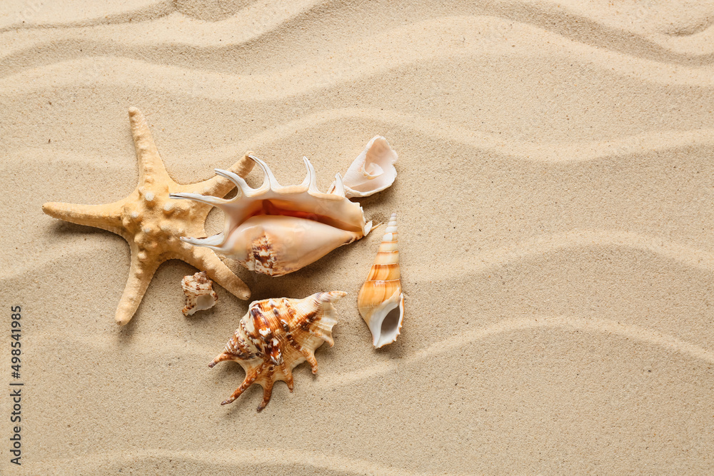 海滩沙滩上的海星和不同的贝壳