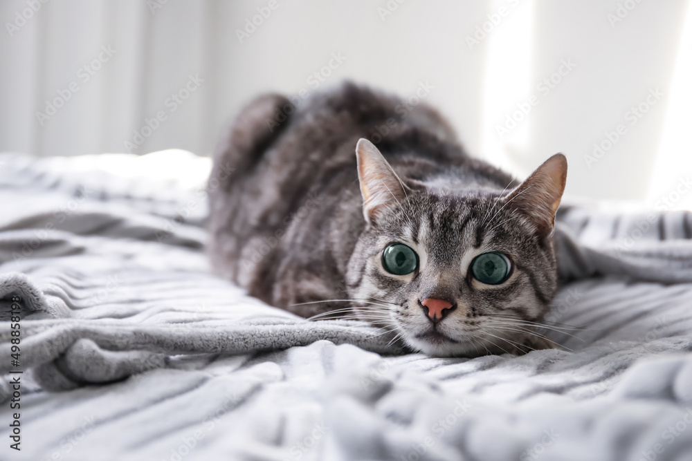 有趣的条纹猫躺在床上