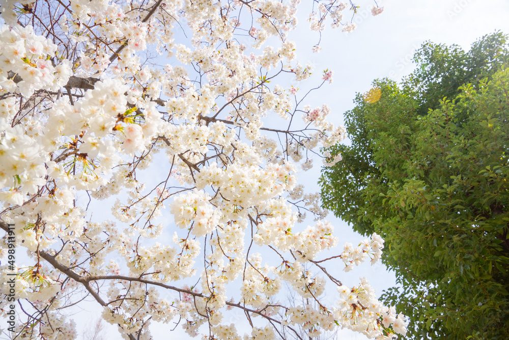 日本の風景　春の桜