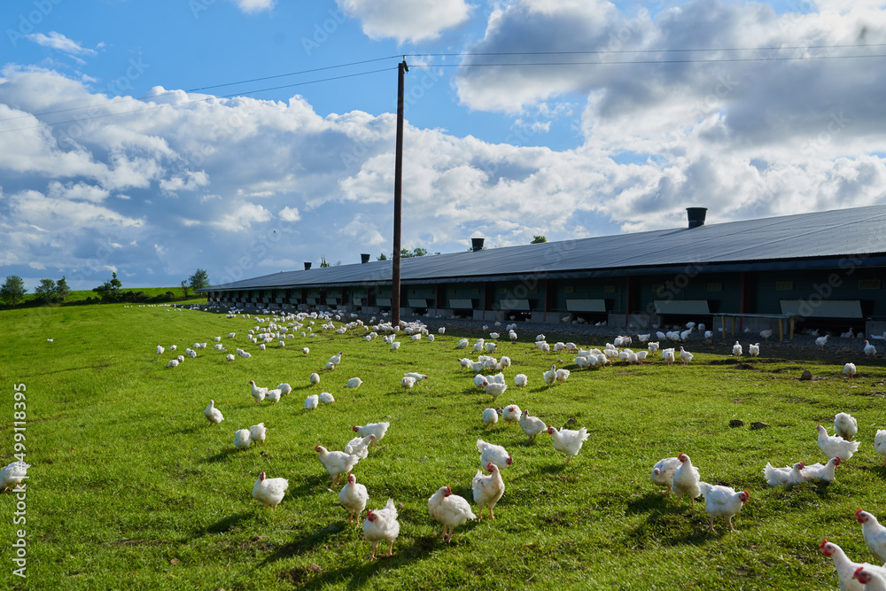 快乐而自由。拍摄到一群鸡在外面的绿草地上优雅地走来走去