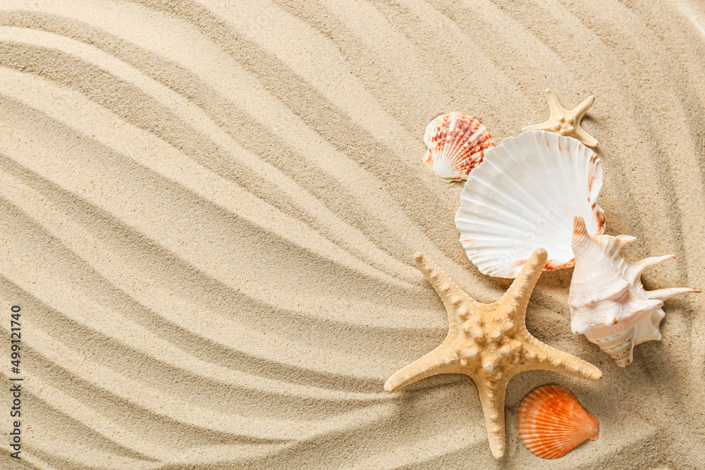 海岸上有许多不同的贝壳和海星