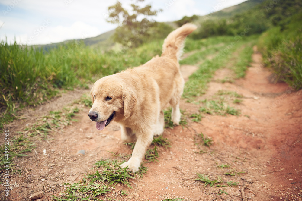 Come on boy. Full length shot of an adorable golden retriever running along a pathway alone during a